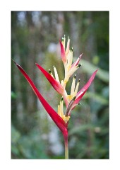 Periyar Mountain Valley View
