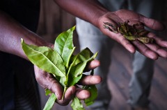 Fresh and Dried Tea Leaves