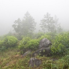 Mist on the Way Down