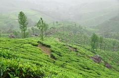 Plantations on Route to Munnar