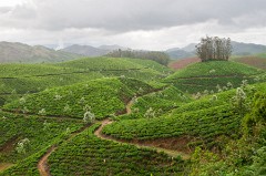 Kulukkumalai Tea Plantation
