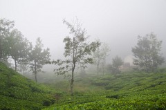 Top of the Mountain in Rain