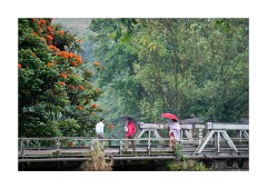 The Road Crossing in Munnar during the Strike