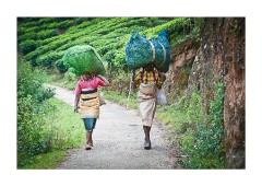 03 Kerala   The Western Ghats