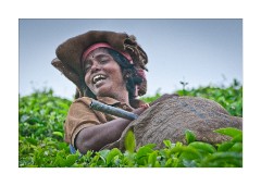 Tea Picker Laughing