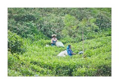 Tea Picking