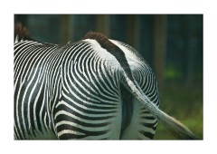 End of a Zebra