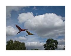 Flying Parrots