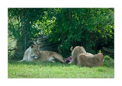 Lions Woburn Safari Park