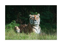 Tiger in the Sunshine