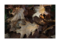 Autumn Leaves