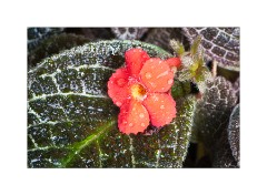 Just Watered in the Palm House