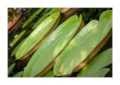 Leaves in the Lily Pond