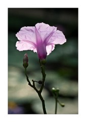 Light Through the Flower