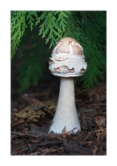 Light on the Fungi