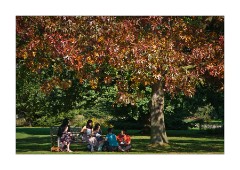 Picnic under the Autumn Trees