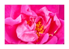 Rose with Stamens