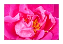 Rose with Stamens