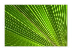 Sunlight Through the Leaves