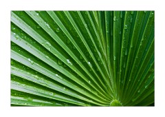 Wet Palm Leaves