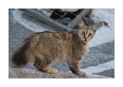 Vothonas Village Cat