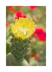 Cactus Flower