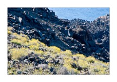 Colourful Flowers in Volcanic Rock