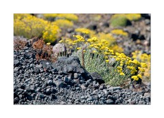 Flowers growing in the Vulcanic Rock