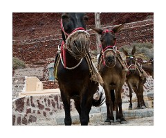 Take a Donkey Ride to Oia