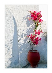 Flowers at the Hotel