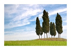 Cypress Trees atThe Belvedere