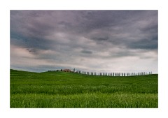 Line of Cypress Trees