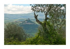 View through the Trees at Vignoni
