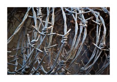 Azienda Faunistico Venatoria Barbed Wire