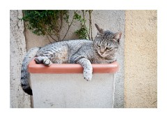 San Quirico d'Orcia Resting Cat