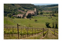 St Antimo and Vineyard