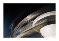 Fiesta of St Angelo Scelo Fun at the Fair