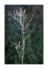 Dried Head of Flowers