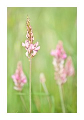 Field of Wild flowers