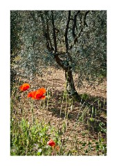 Olive Tree with Poppies
