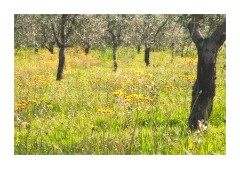 Olive Trees and Wild Flowers
