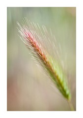 Pink Grass