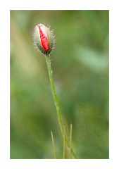 Poppy Bud