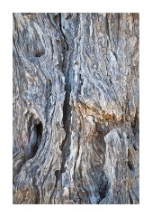 St Antimo Very Old Vine Tree Bark