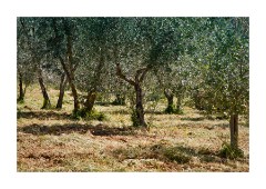 The Olive Grove