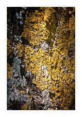 Tree Bark colours