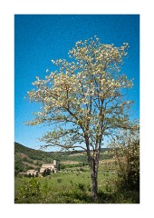 Tree in Blossom St Antimo