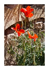 Wall of Poppies