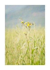 Wild Flowers in the Grasses
