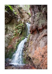 Canyon Trail, Julia Pfeiffer Burns State Park